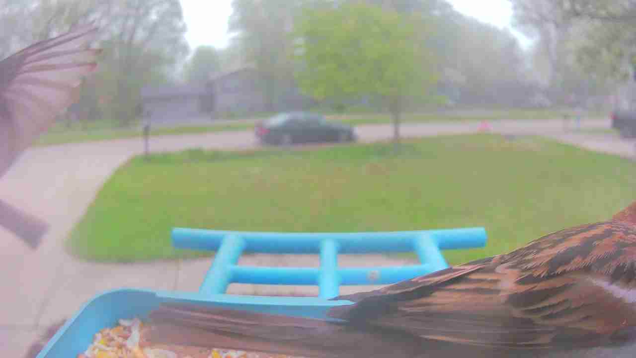Bird at feeder