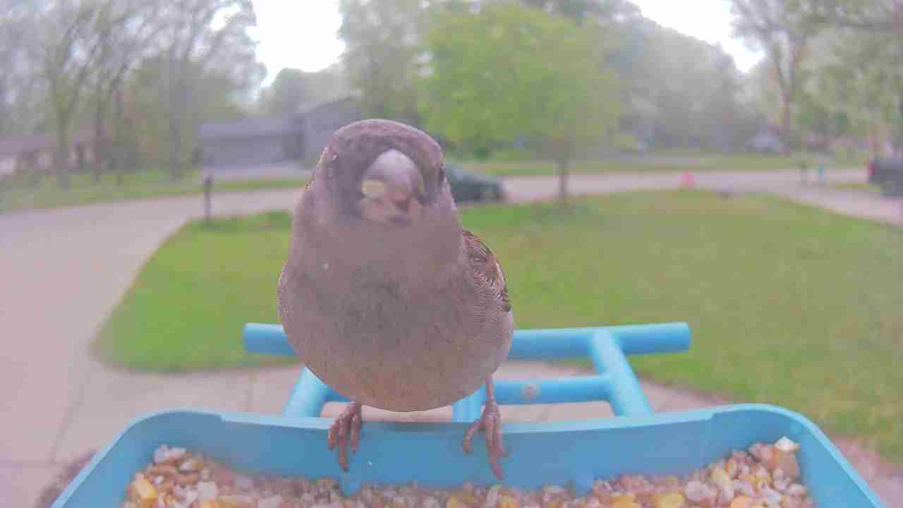 Bird at feeder