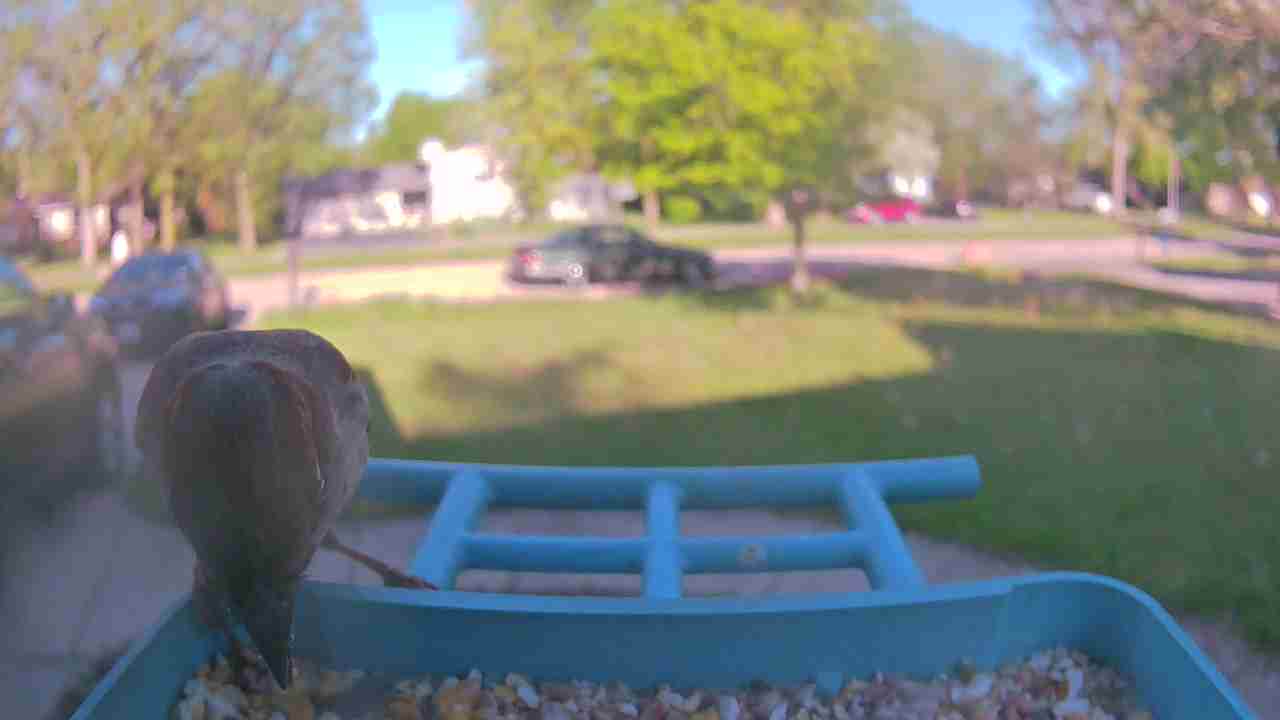 Bird at feeder