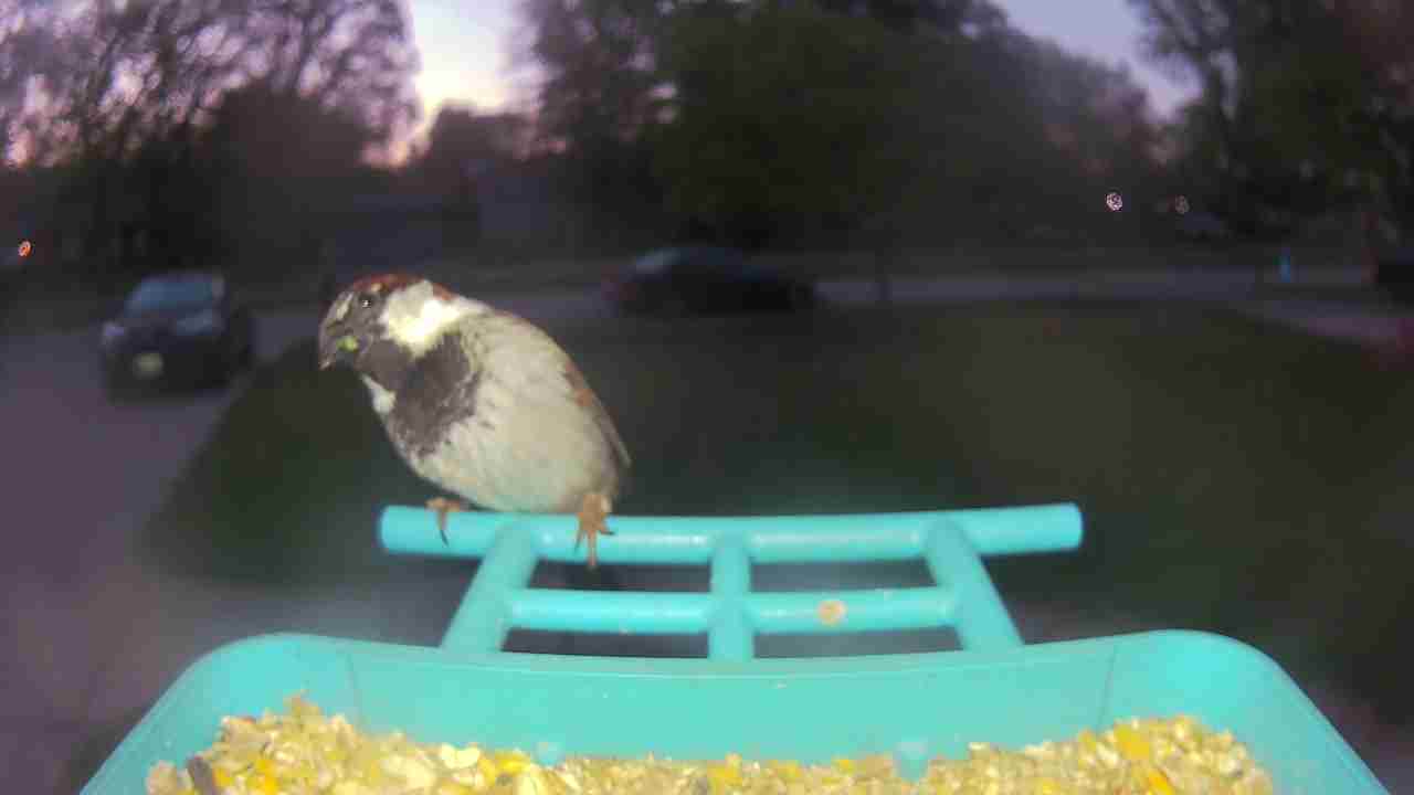 Bird at feeder