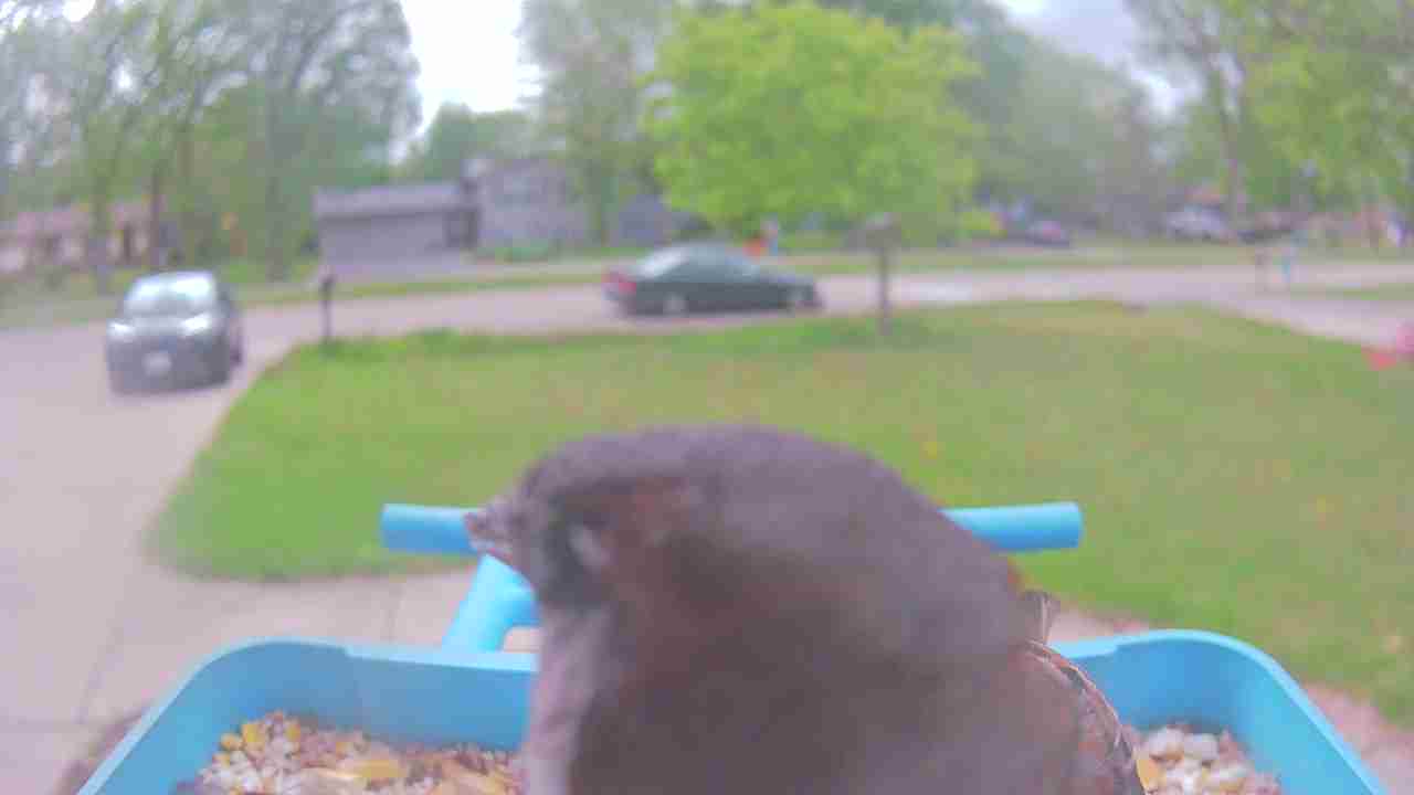 Bird at feeder