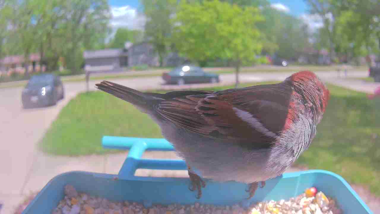 Bird at feeder
