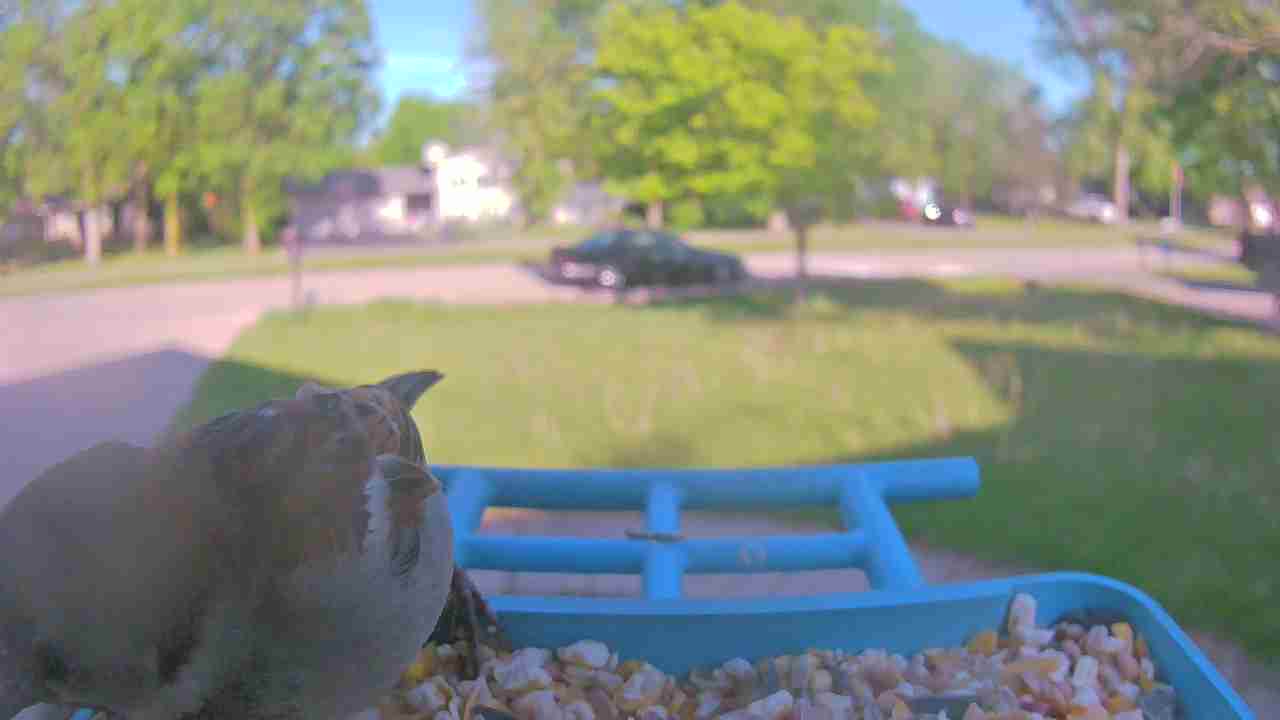 Bird at feeder