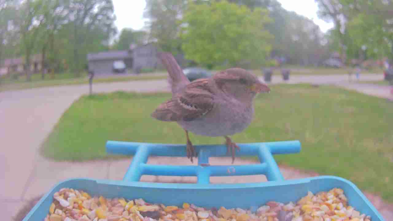 Bird at feeder