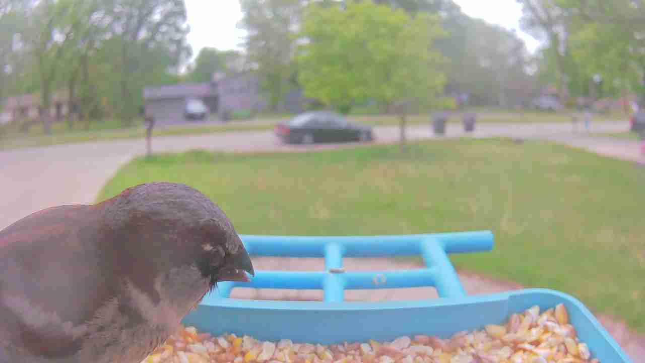 Bird at feeder