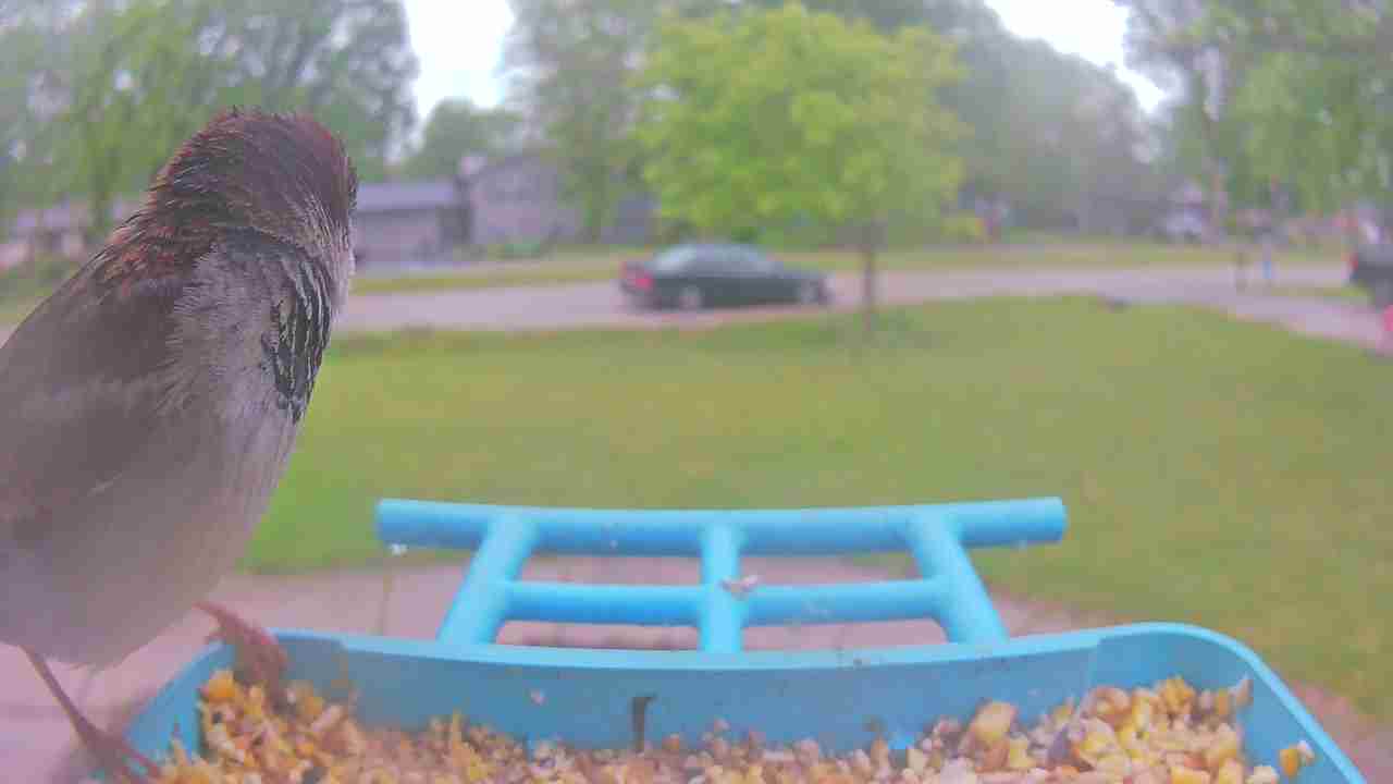 Bird at feeder