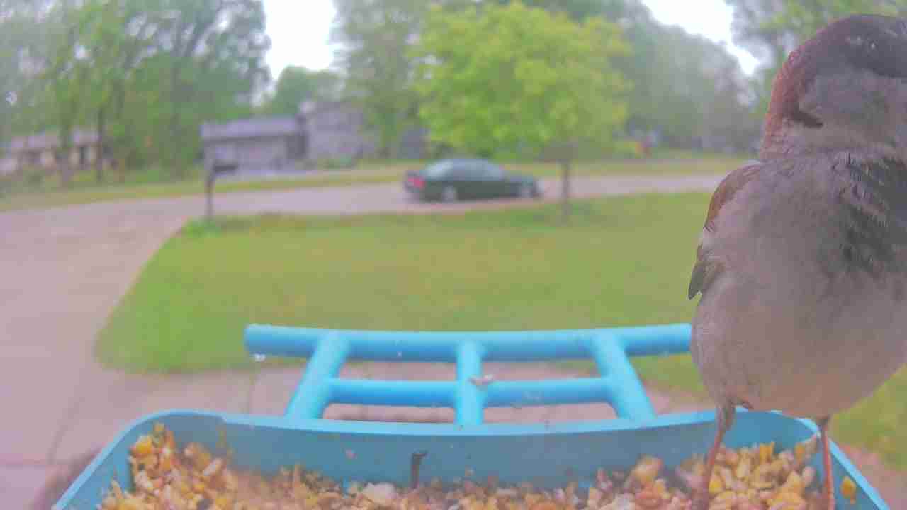 Bird at feeder