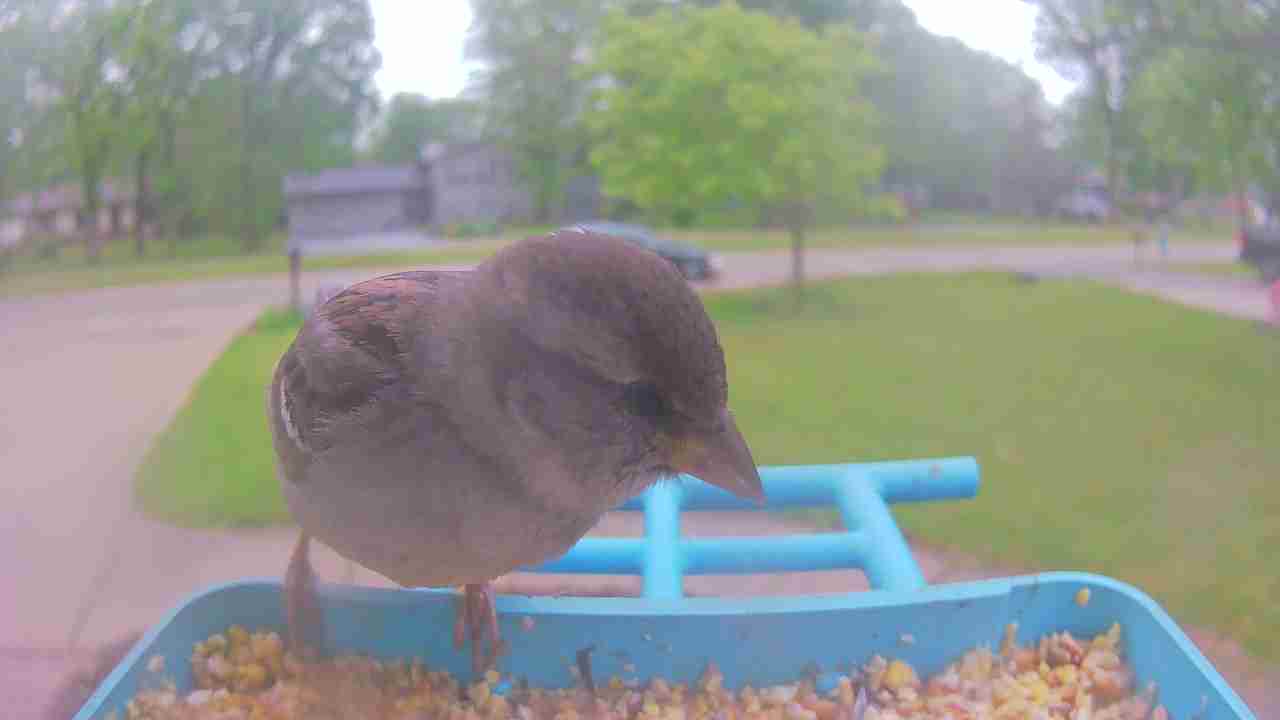 Bird at feeder