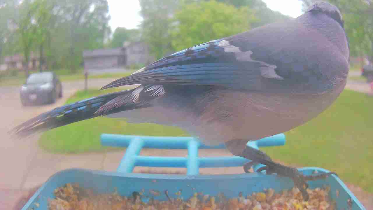 Bird at feeder