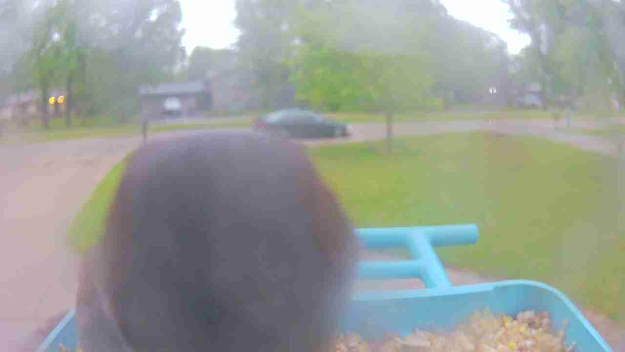 Bird at feeder