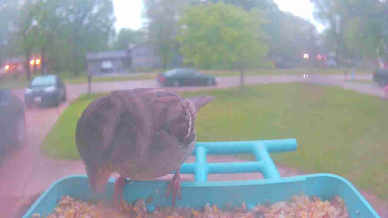 Bird at feeder