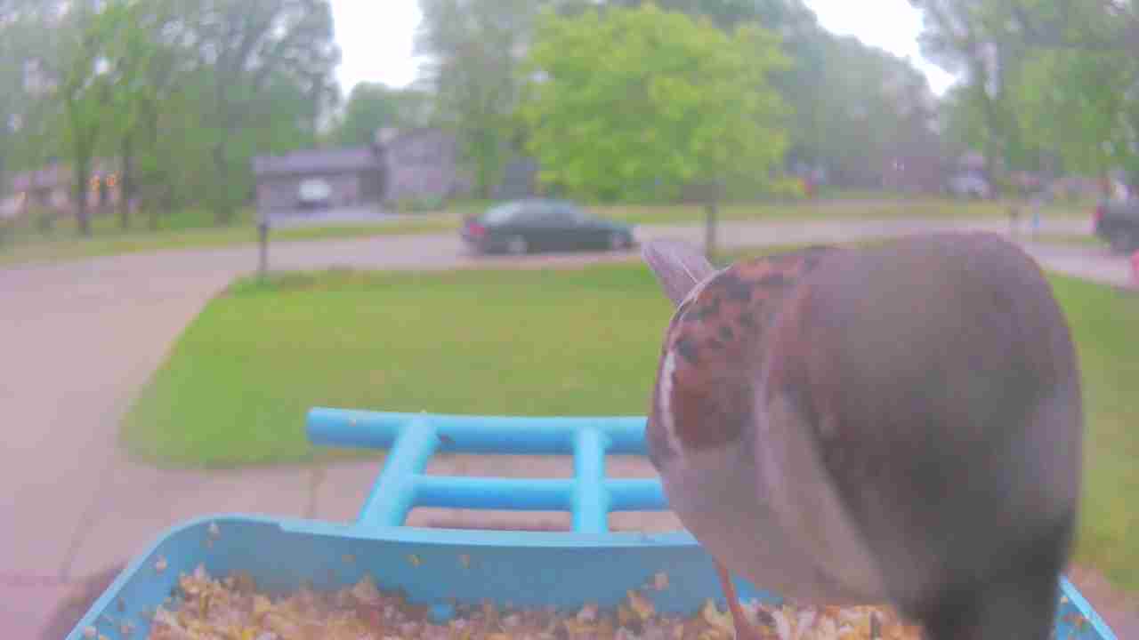Bird at feeder