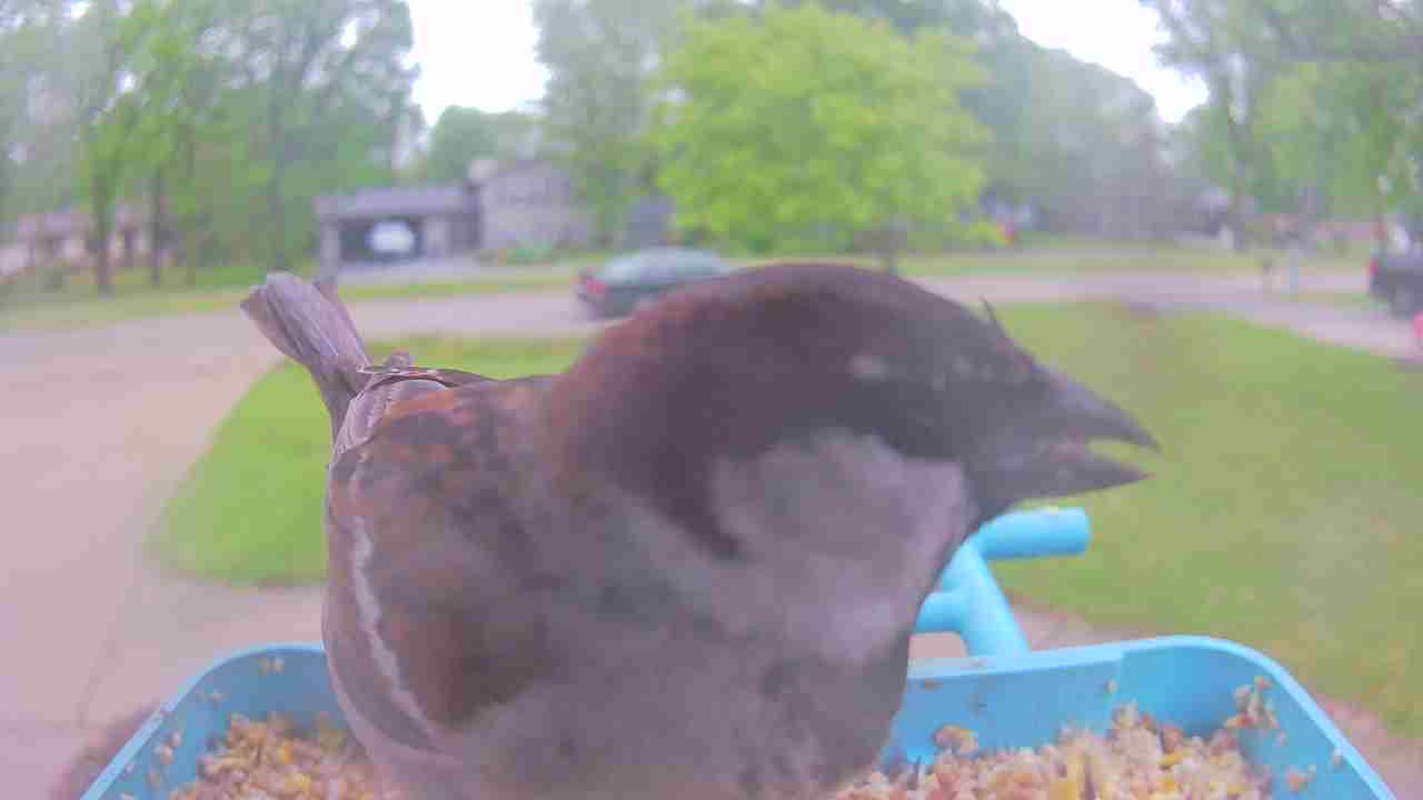 Bird at feeder