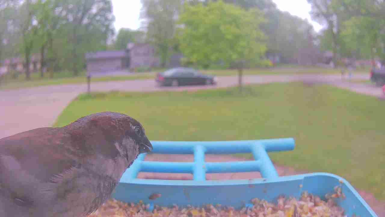 Bird at feeder