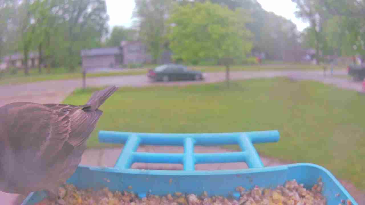 Bird at feeder