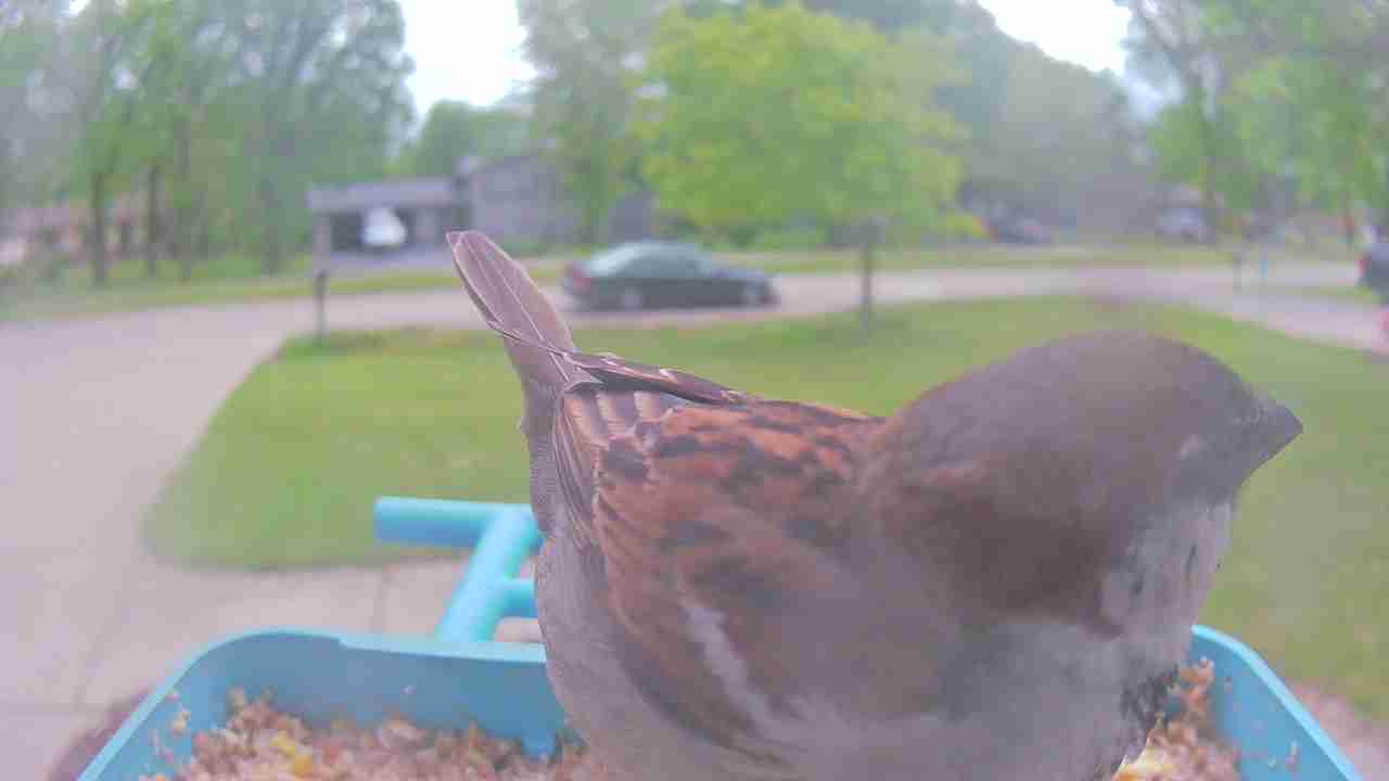 Bird at feeder