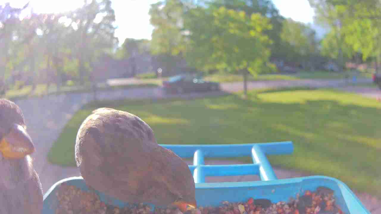 Bird at feeder