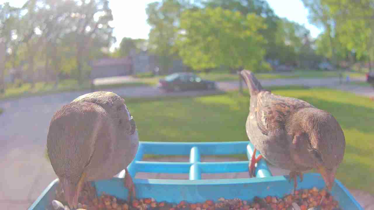 Bird at feeder