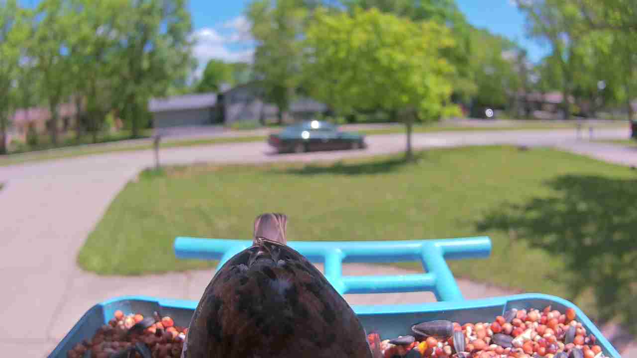 Bird at feeder