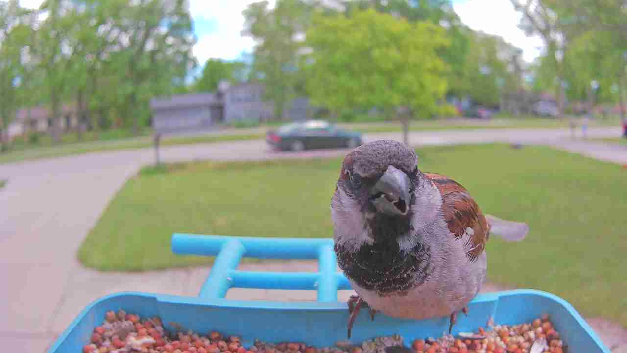 Bird at feeder