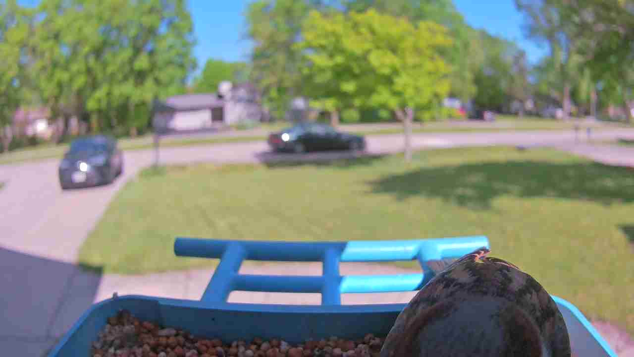 Bird at feeder