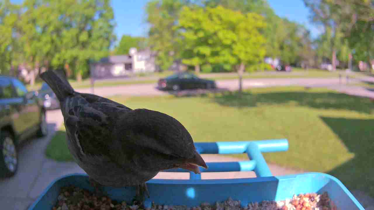 Bird at feeder