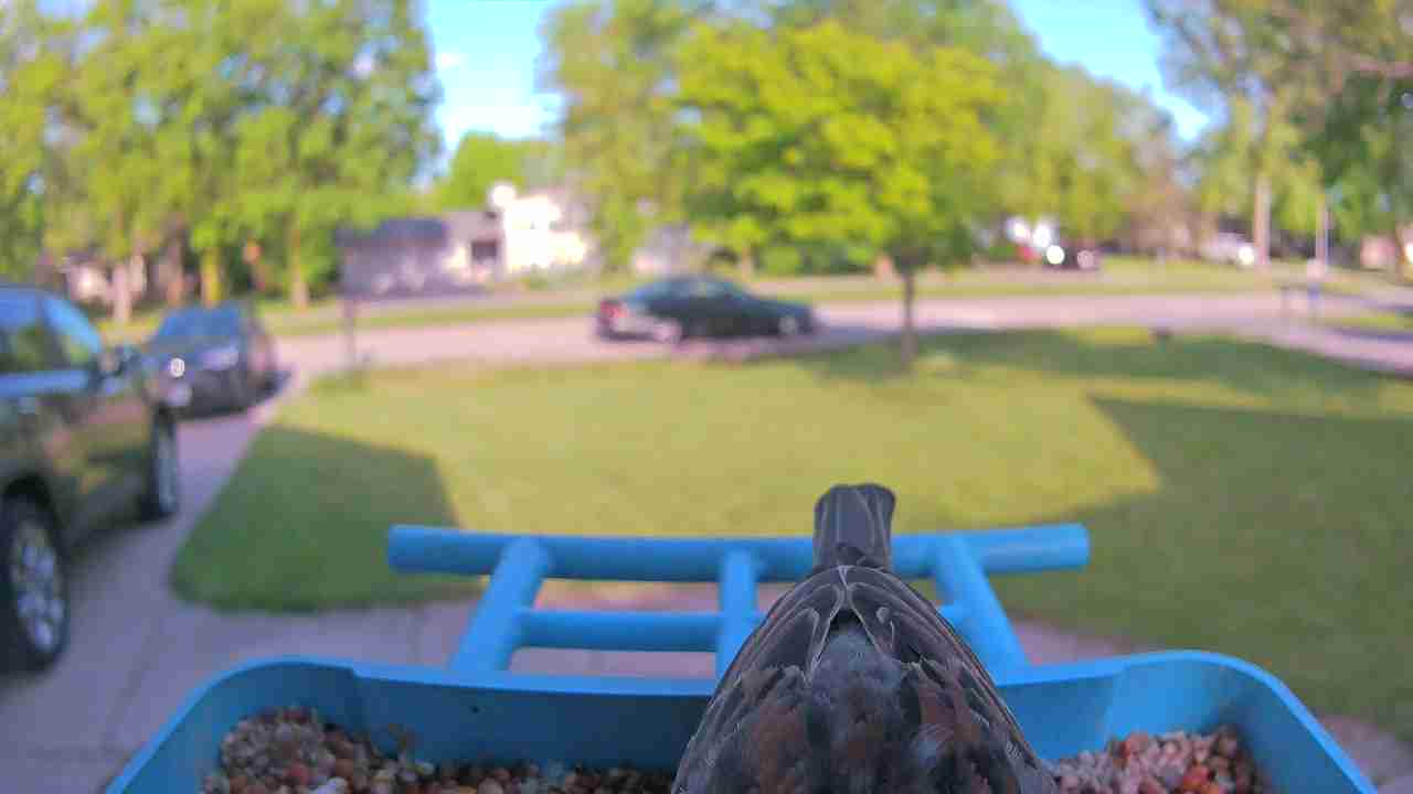 Bird at feeder