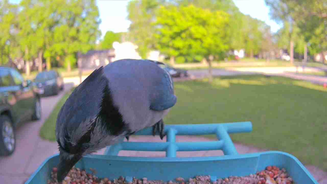 Bird at feeder