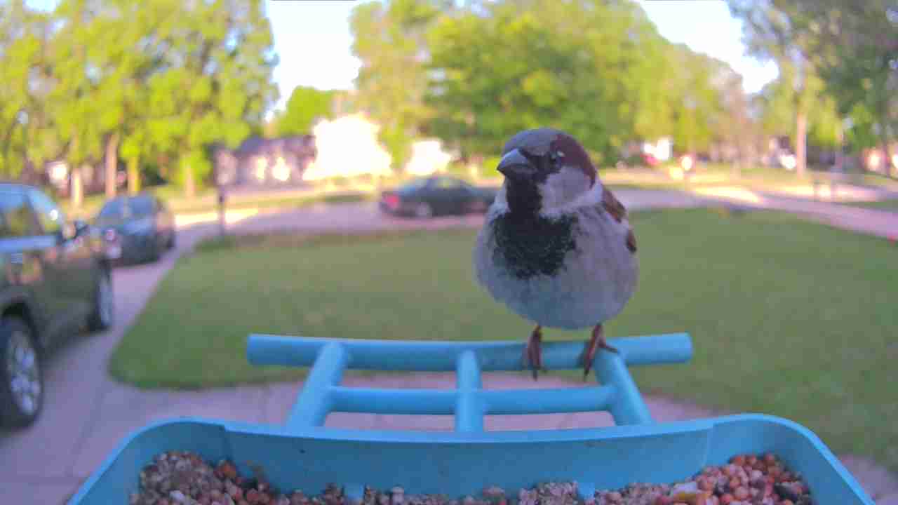 Bird at feeder