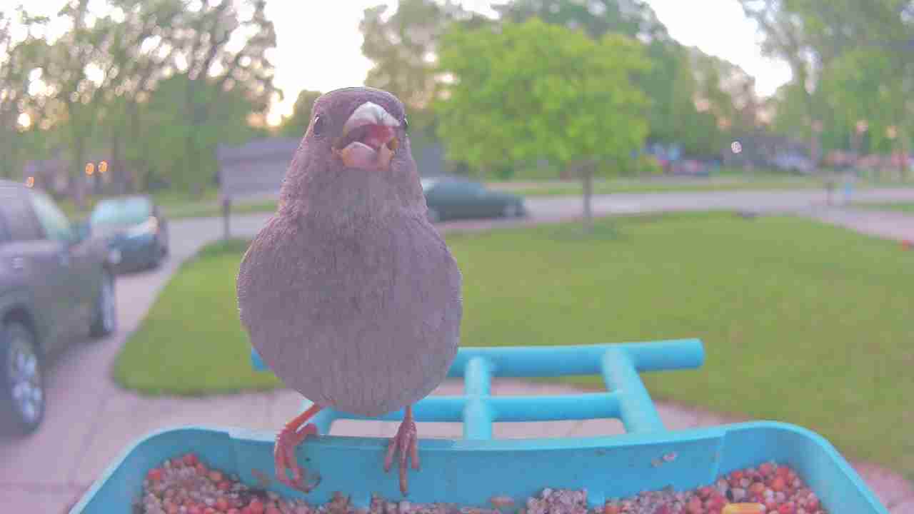 Bird at feeder