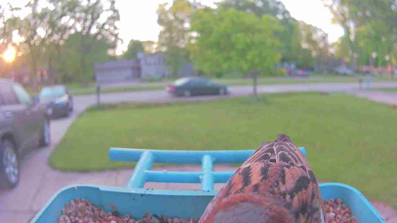 Bird at feeder