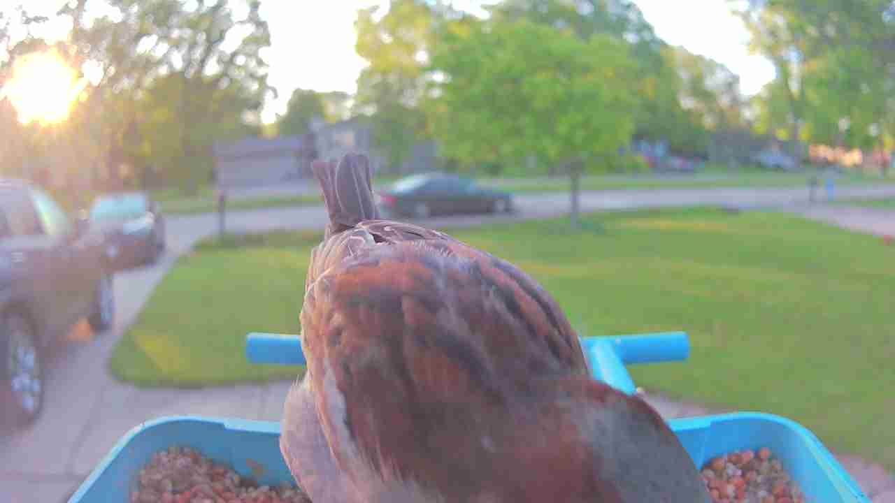 Bird at feeder