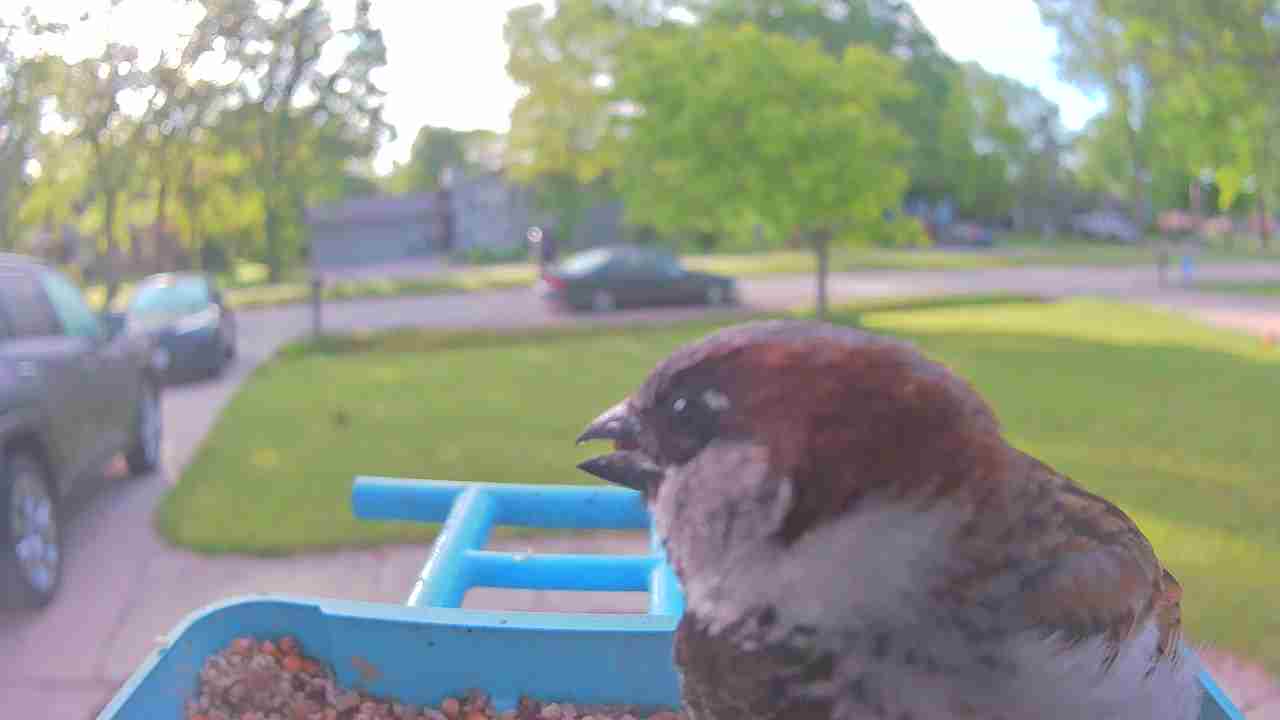 Bird at feeder