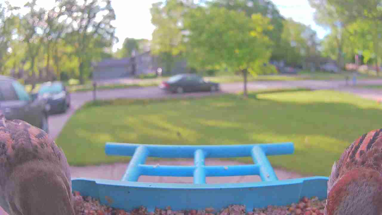 Bird at feeder