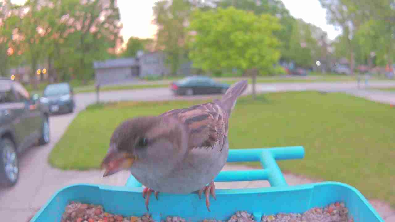 Bird at feeder