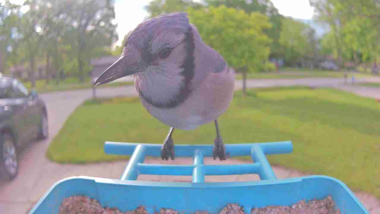 Bird at feeder