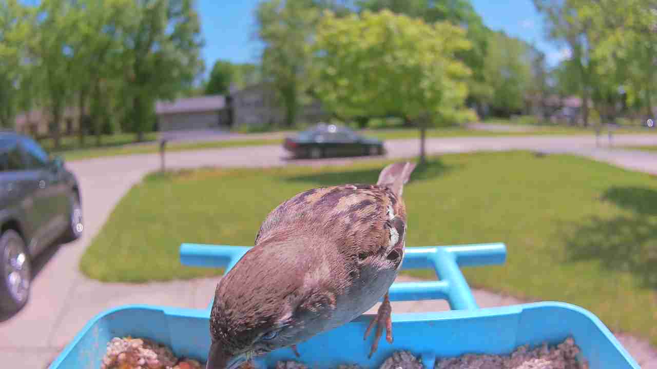 Bird at feeder