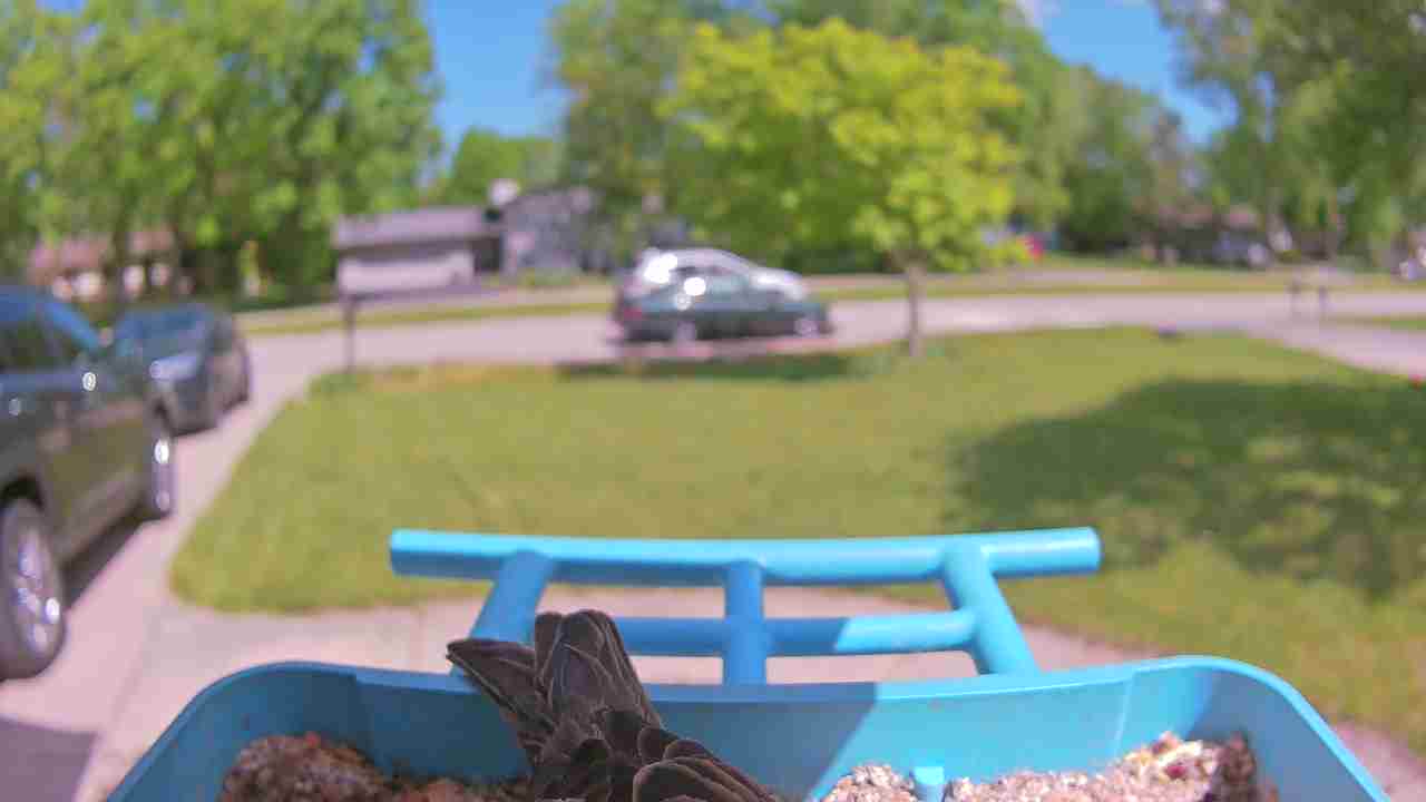 Bird at feeder