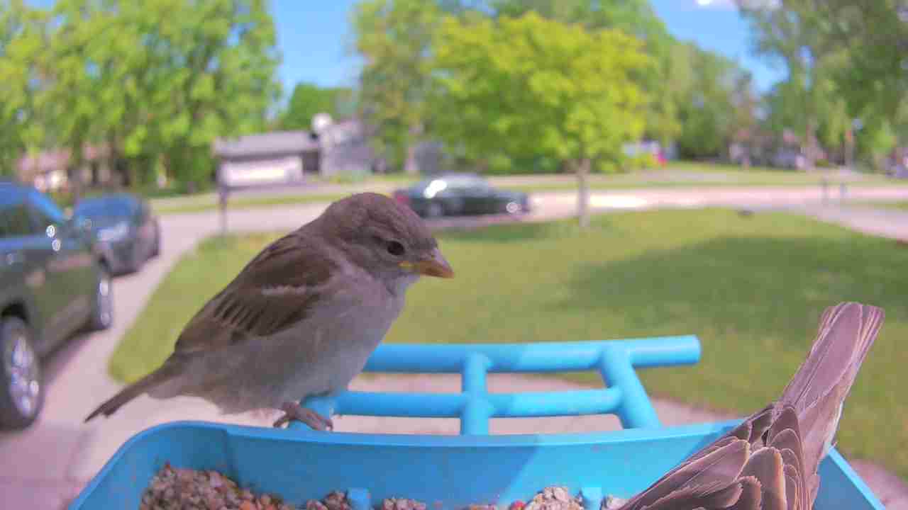 Bird at feeder