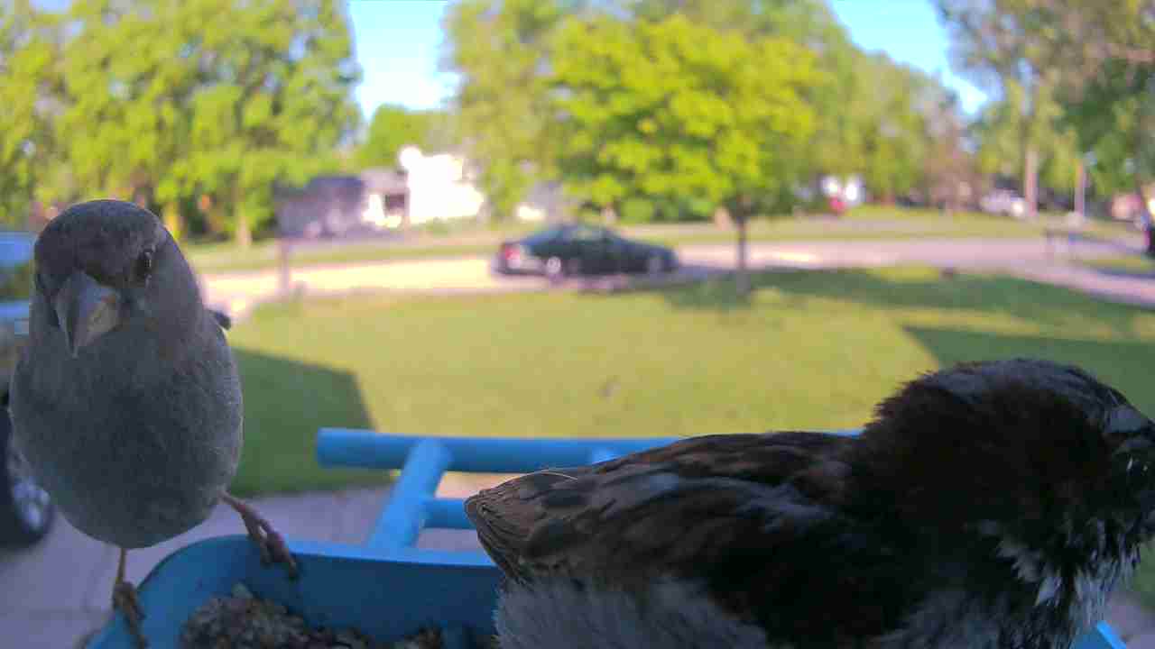 Bird at feeder