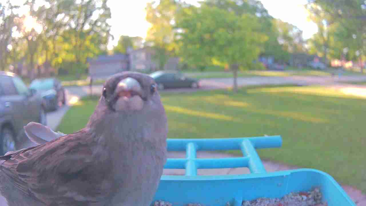 Bird at feeder