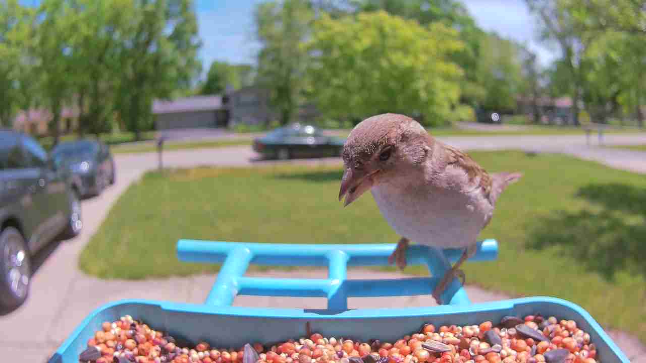 Bird at feeder