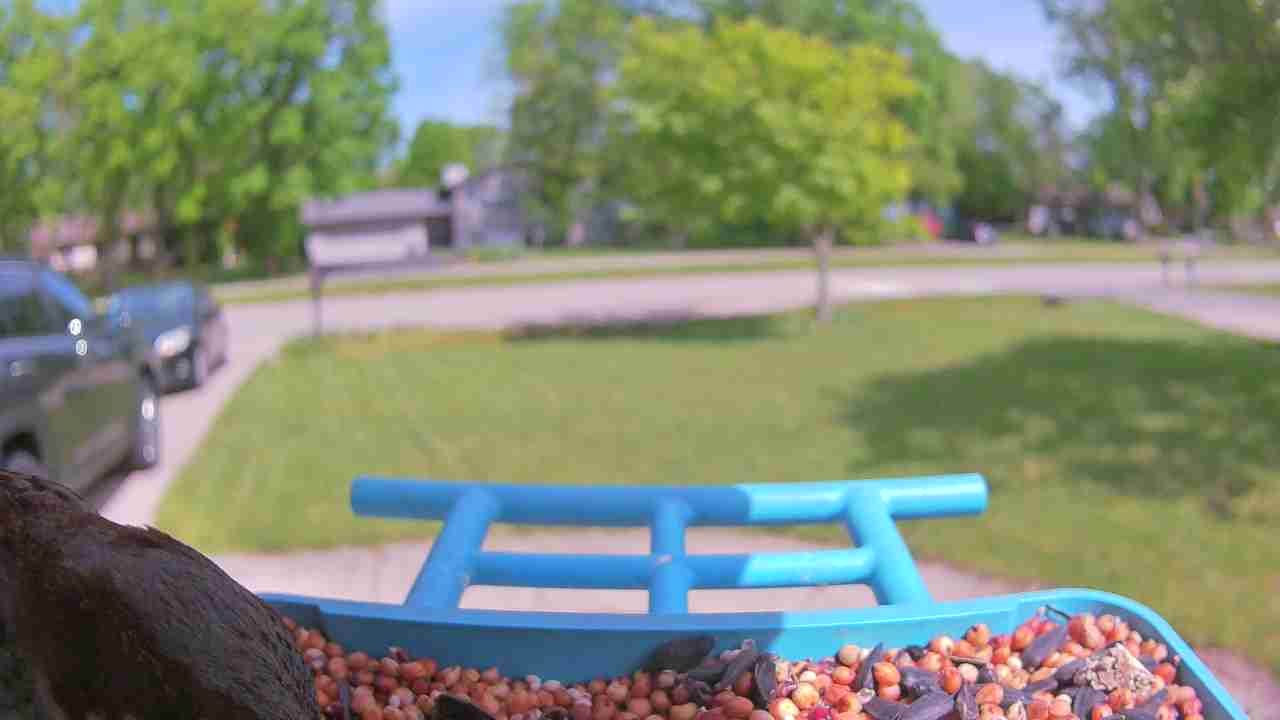 Bird at feeder