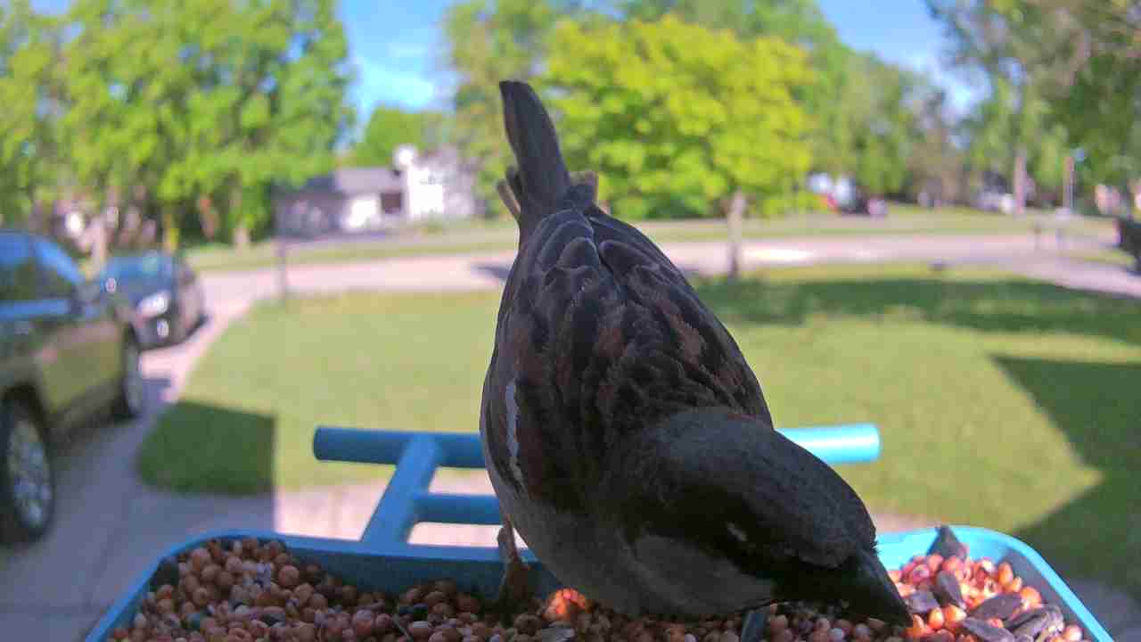 Bird at feeder