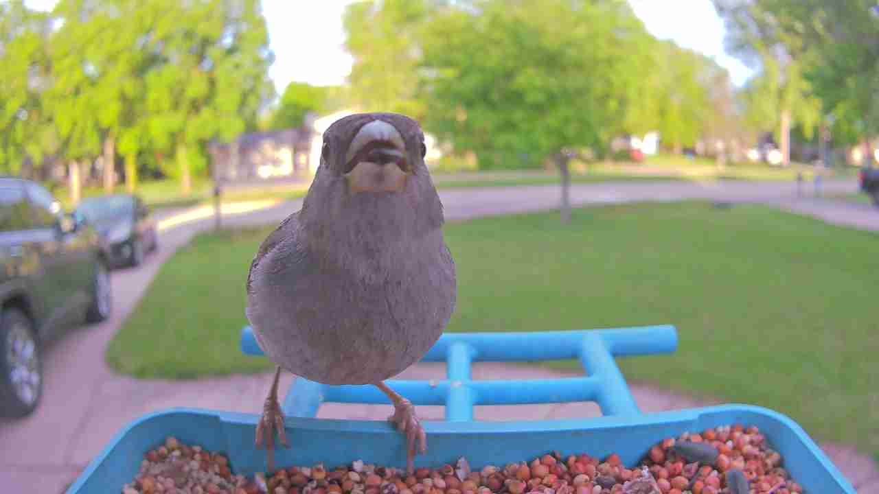 Bird at feeder