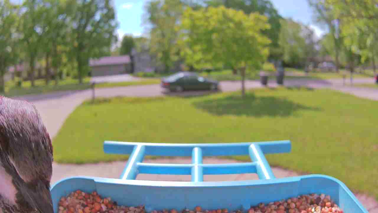 Bird at feeder