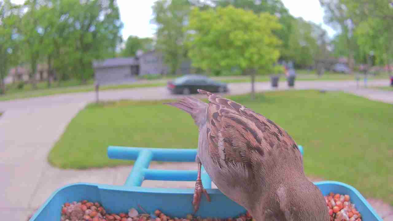 Bird at feeder