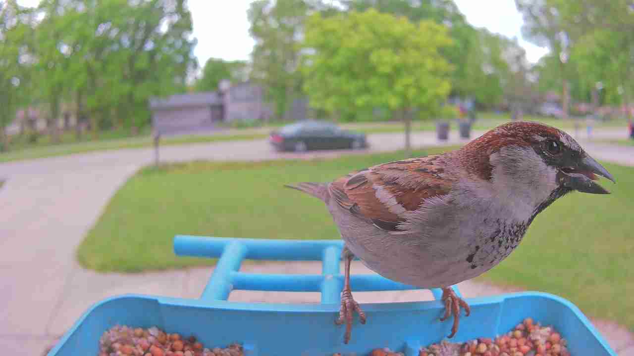 Bird at feeder