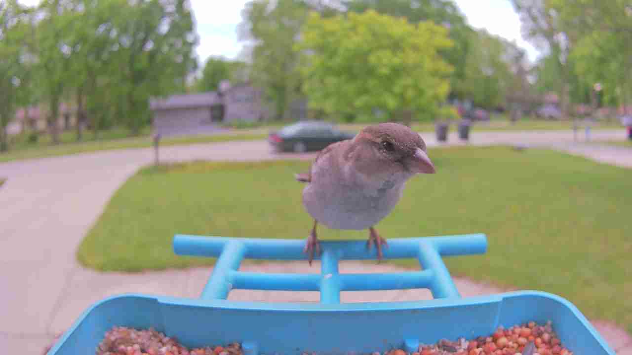 Bird at feeder
