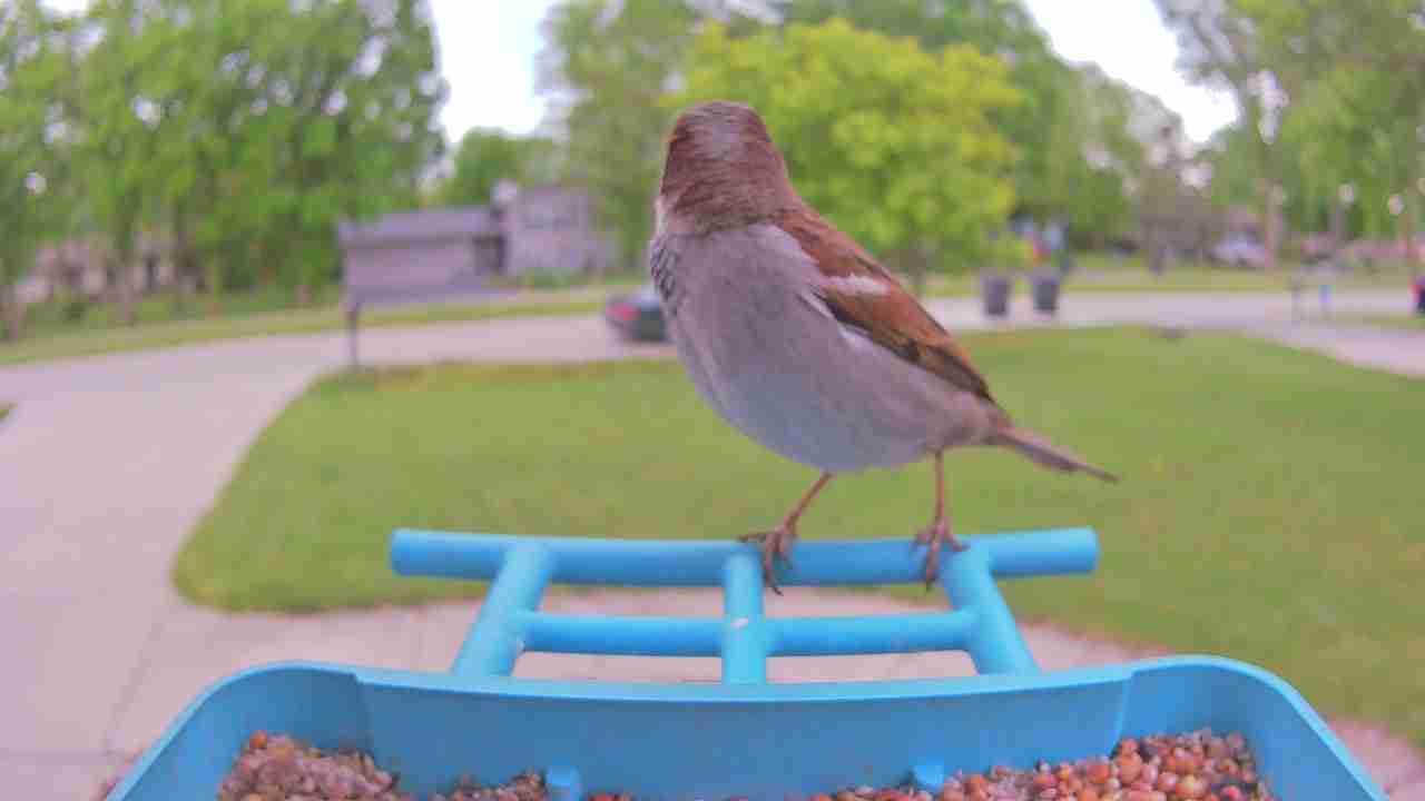 Bird at feeder